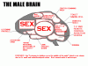 z_malebrain.gif