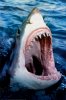 Great-White-Shark.jpg