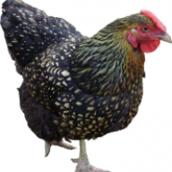 Technochicken