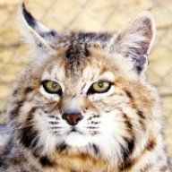 bobcat