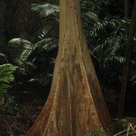 cmorticum