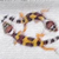 geck0man