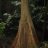 cmorticum