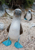 BlueBoobie3.gif BlueBoobie3.gif
