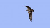 Osprey & Fish.jpg Osprey & Fish.jpg