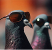 pigeonsunglasses.png pigeonsunglasses.png