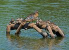 Having all your ducks in a Row copy2.jpg
