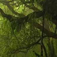 Branch