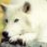spiritedwolf