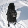 Dogzen