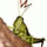robalan