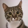 Tabbywabby