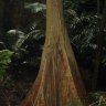 cmorticum