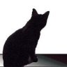 PaulTheBlackCat