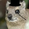 Hyrax