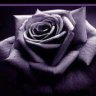 The.Purple.Rose
