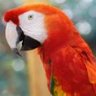 GREENBIRD