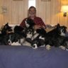 bordercollieman