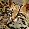 OcelotRex