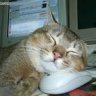 DoritosMeow