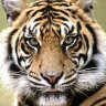 TigerPlanet