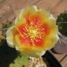 CactusPete23