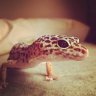 UrbanGecko