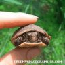 StinkPalm