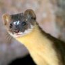 ManicWeasel