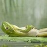 DaFrog