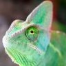 Chameleon777