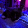 ScarletCat