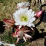 scallion