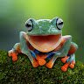 BoBTFrog