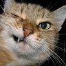 LOLGotYerTags