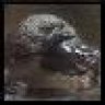 Platypus