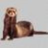 Ferret86