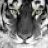 sir_tiger
