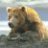 Bear_Hunter