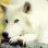 spiritedwolf