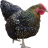Technochicken