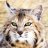 bobcat