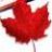 Molson316