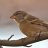 birdy70