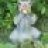 wildrat