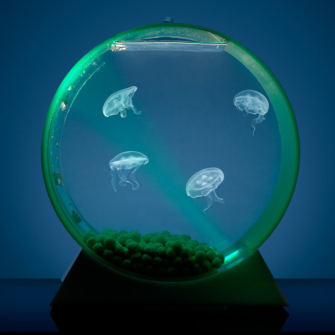 Jellyfish Art