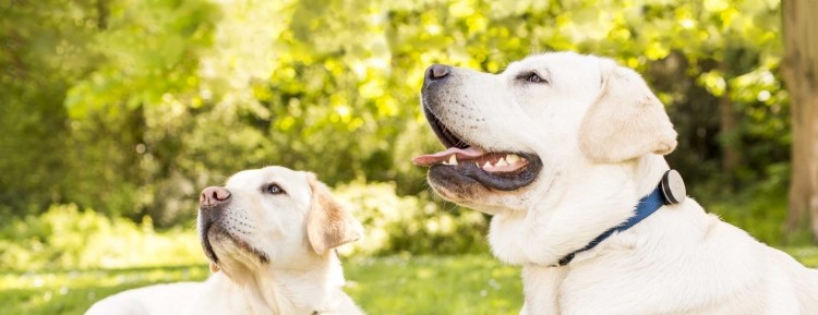 Whistle is the fitness monitor for man's best friend