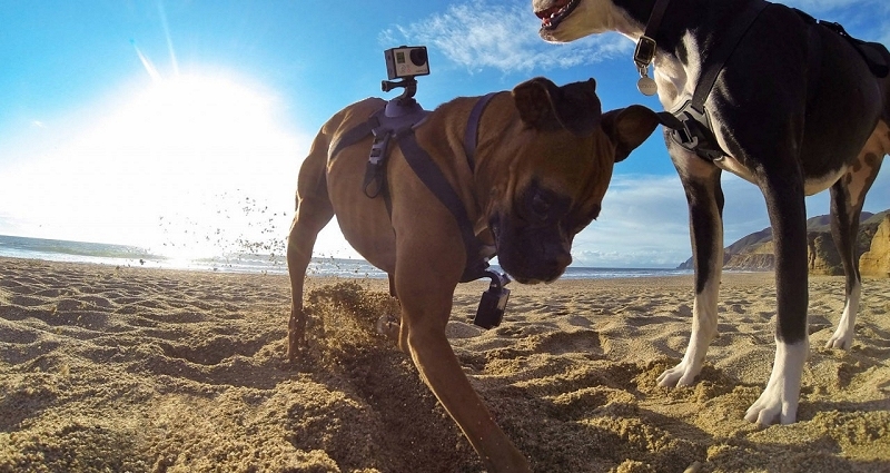 GoPro launches Fetch harness for man's best friend