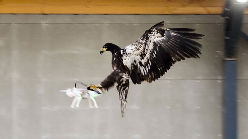 Watch the video of Dutch police training eagles to take down rogue drones