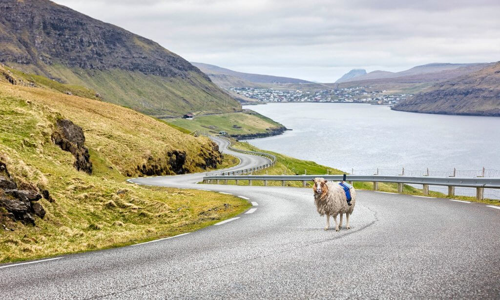 With no Google Street view, the Faroe Islands start using sheep to map the area